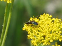 Chloromyia formosa