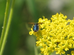 Chloromyia formosa