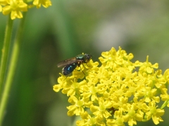 Chloromyia formosa