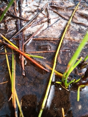 Poyntonia paludicola