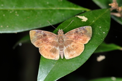 Quadrus u-lucida