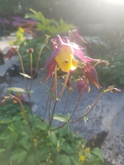 Aquilegia oxysepala