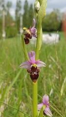 Ophrys scolopax