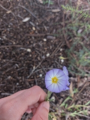 Convolvulus meonanthus