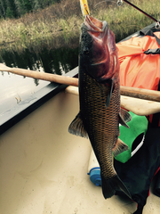 Semotilus corporalis