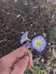 Convolvulus meonanthus