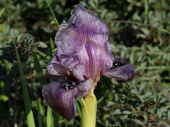 Iris haynei