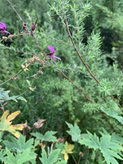 Pelargonium hispidum