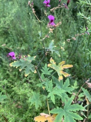 Pelargonium hispidum