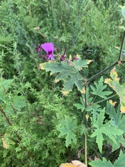 Pelargonium hispidum