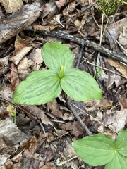 Trillium viridescens