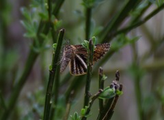 Isturgia limbaria