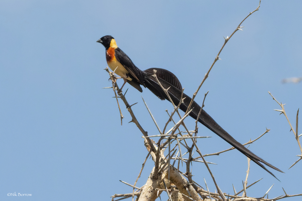 Eastern Paradise-Whydah photo