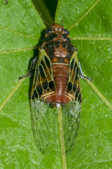 Mogannia saucia
