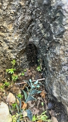 Euplagia quadripunctaria