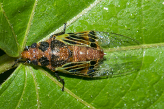 Mogannia saucia