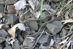 Thamnophis brachystoma