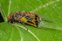 Mogannia saucia