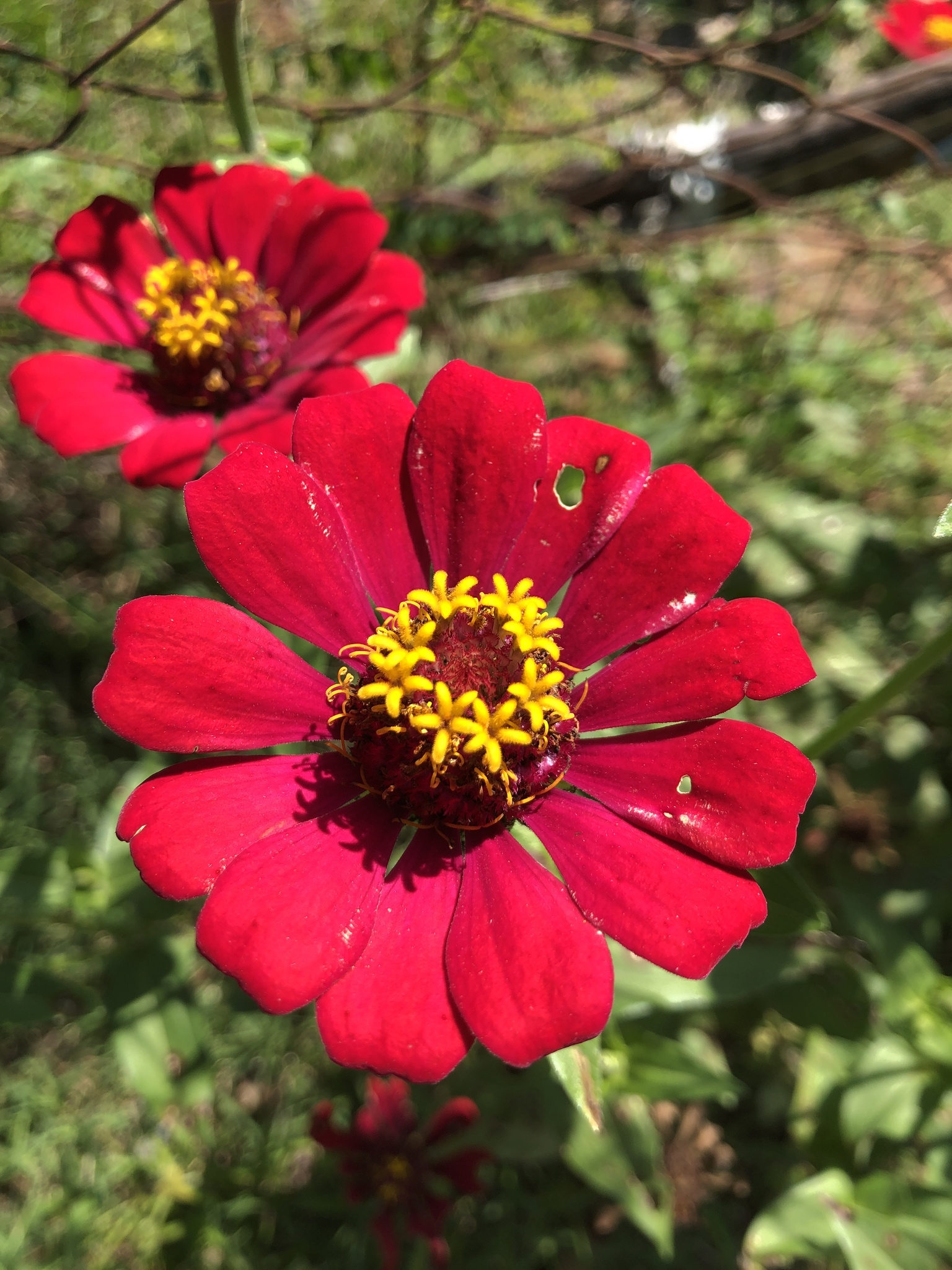 Zinnia elegans