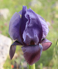 Iris haynei