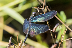 Rhyothemis plutonia
