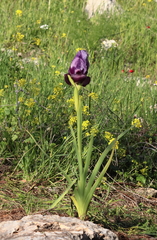Iris haynei