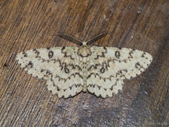 Ophthalmitis basiscripta