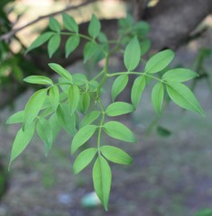 Chrysojasminum humile