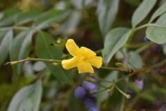 Chrysojasminum humile