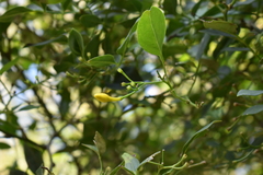 Chrysojasminum humile