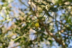 Chrysojasminum humile