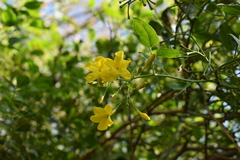 Chrysojasminum humile