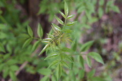 Chrysojasminum humile