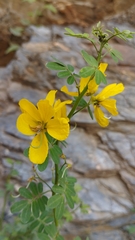 Senna bicapsularis