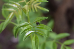 Chrysojasminum humile
