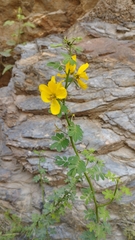 Senna bicapsularis