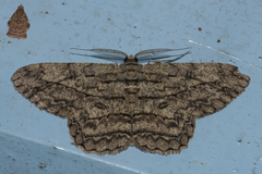 Hypomecis transcissa