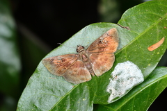 Quadrus u-lucida