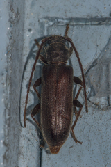 Gelonaetha hirta