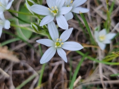 Ornithogalum orthophyllum