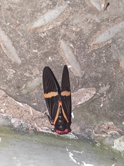 Vittagaeana paviei
