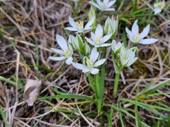 Ornithogalum orthophyllum