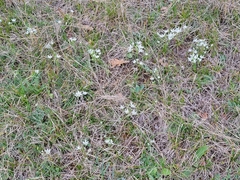 Ornithogalum orthophyllum