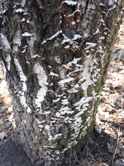 Chondrostereum purpureum