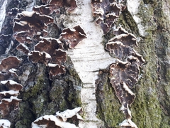 Chondrostereum purpureum