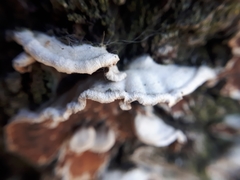 Chondrostereum purpureum