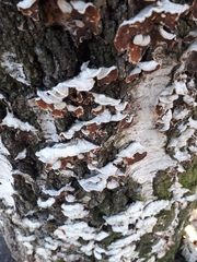 Chondrostereum purpureum