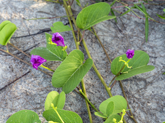 Ipomoea pes-caprae