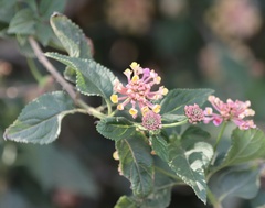 Lantana
