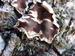 Chondrostereum purpureum